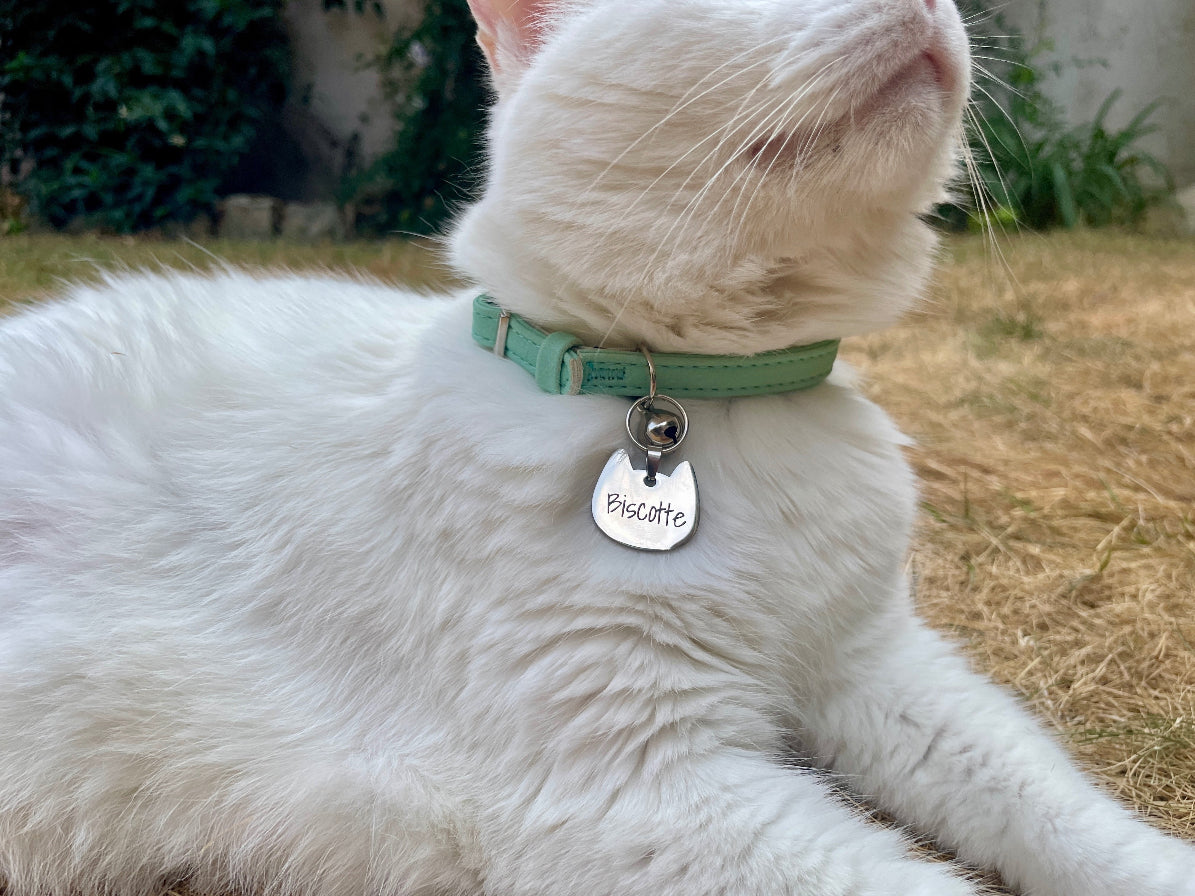 Médaille chat portée au collier vert d'un chat blanc, dans un jardin