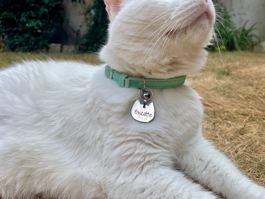 Médaille chat portée au collier vert d'un chat blanc, dans un jardin