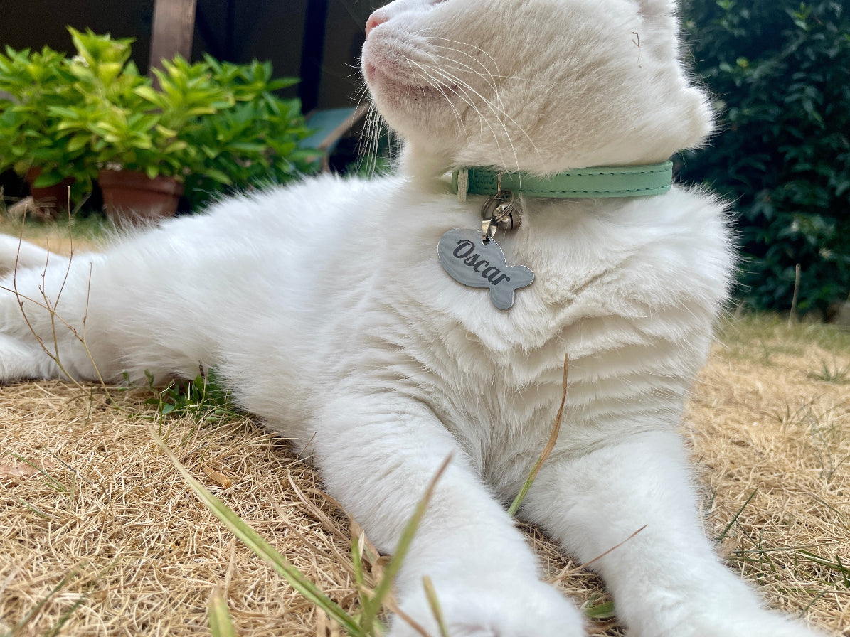 Chat blanc portant sa médaille personnalisée au collier, allongé dans l'herbe