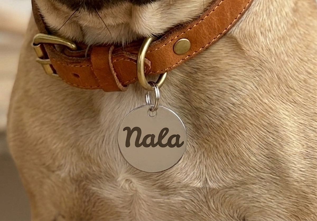 Médaille chien ronde gravée portée au collier en cuir d'un carlin